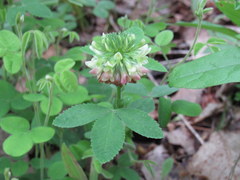 Trifolium reflexum