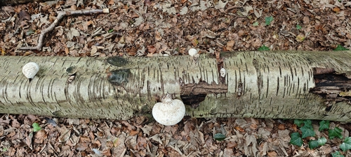 birch polypore