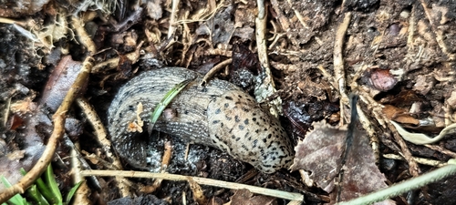 Leopard Slug