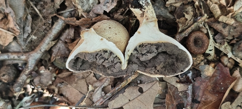 common earthball