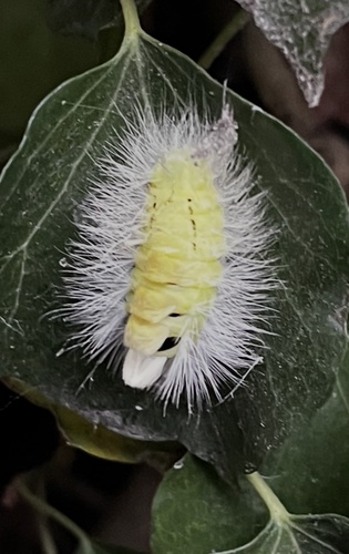 Pale Tussock Moth