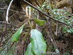 Rhododendron triflorum