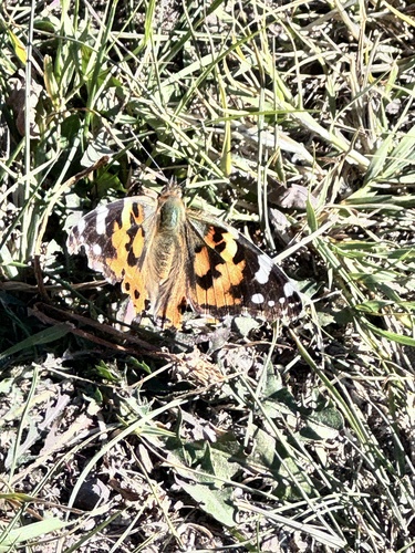 Painted Lady