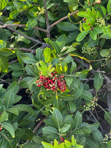 Schinus terebinthifolia observed 2026-10-02