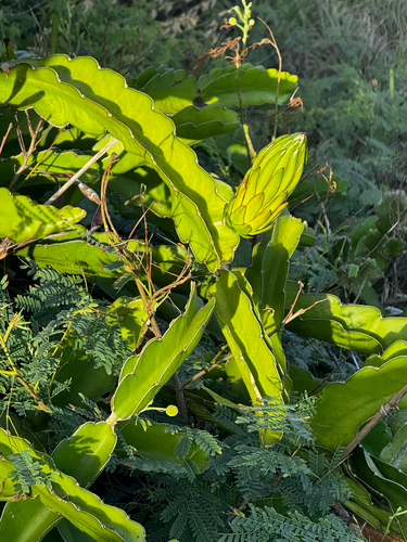 Cereus, 2026-10-02
