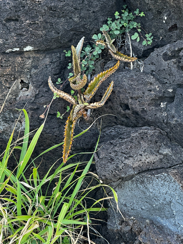 Kalanchoe daigremontiana, 2026-10-02