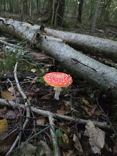 Fly Agaric