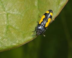 Ptosima gibbicollis