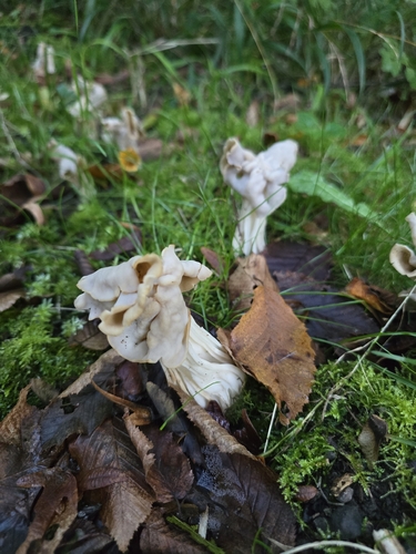 White Saddle