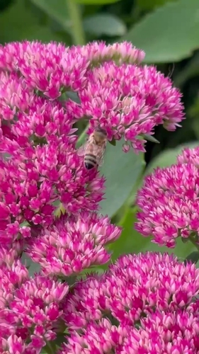 Western Honey Bee