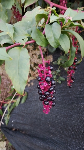 American pokeweed