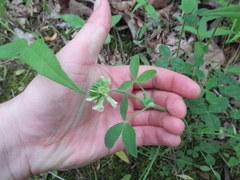 Trifolium reflexum