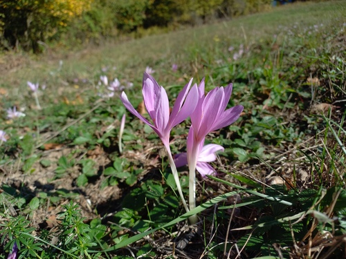 Autumn Crocus