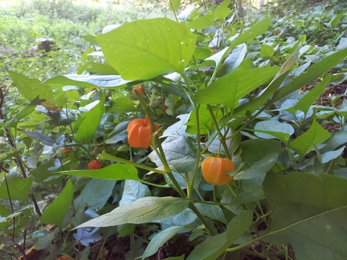 Japanese-lantern