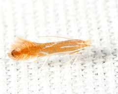 Phyllonorycter basistrigella
