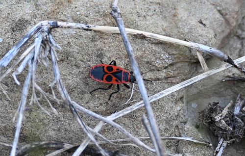 European Firebug