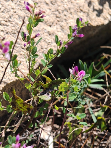 Lespedeza floribunda observed 2026-10-01