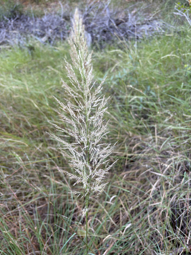 Muhlenbergia emersleyi, 2026-10-03