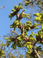 Quercus rubra