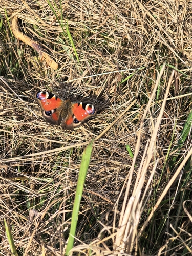 European Peacock Butterfly