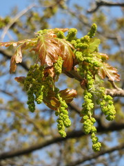 Quercus rubra