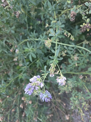 Alfalfa