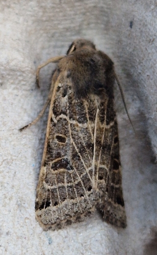 Lunar Underwing