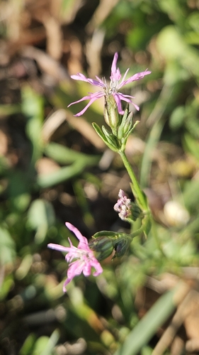 ragged-robin