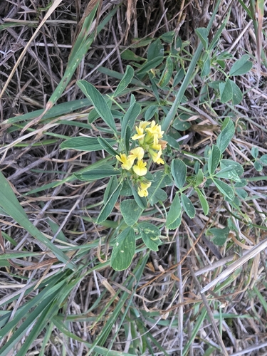 sickle alfalfa