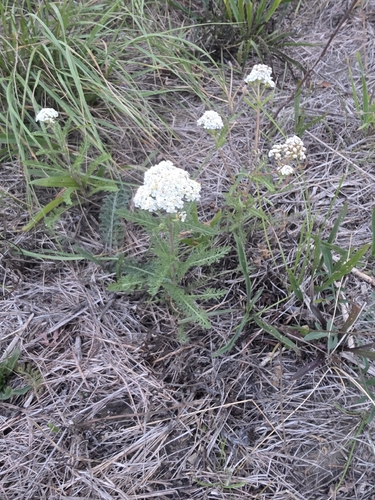 common yarrow