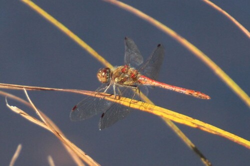 Common Darter