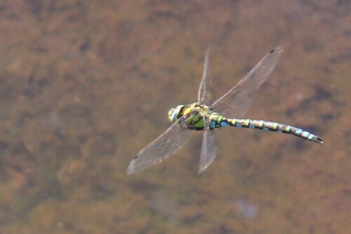 Southern Hawker