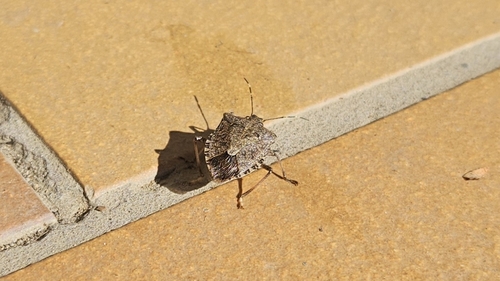 Brown Marmorated Stink Bug