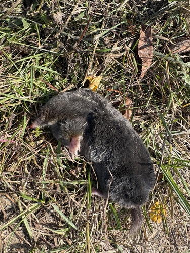 Hairy-tailed Mole observed by laurenhuff