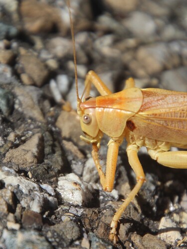 Great Green Bush-cricket