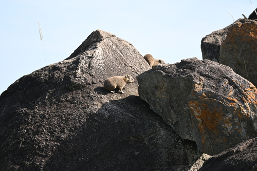 Bush Hyrax
