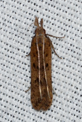 Dichomeris punctipennella