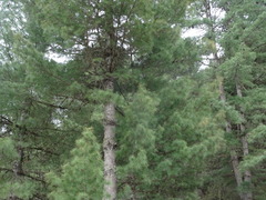 Pinus wallichiana