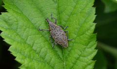 Lepyrus oregonus