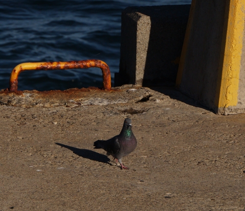 Feral Pigeon