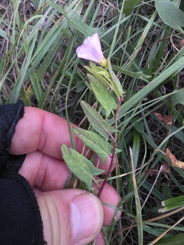 field bindweed