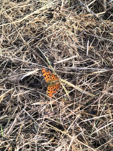 European Comma