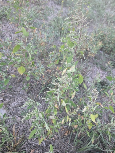 Common Lambsquarters
