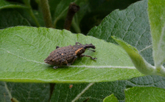 Lepyrus oregonus