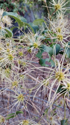 Old man's beard