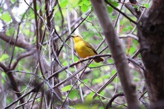 Myiothlypis flaveola