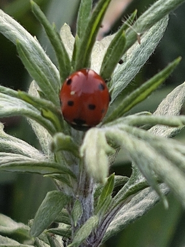 Seven-spotted Lady Beetle