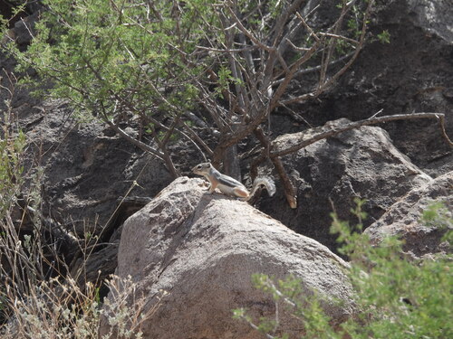 Texas Antelope Squirrel