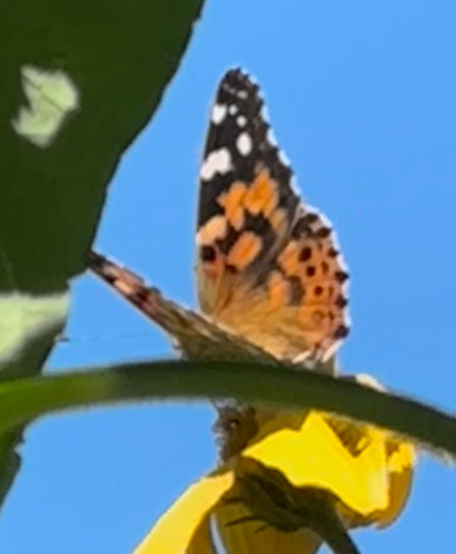 Painted Lady