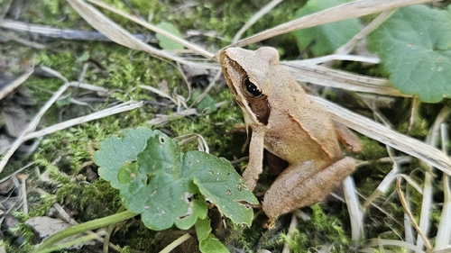 Agile Frog